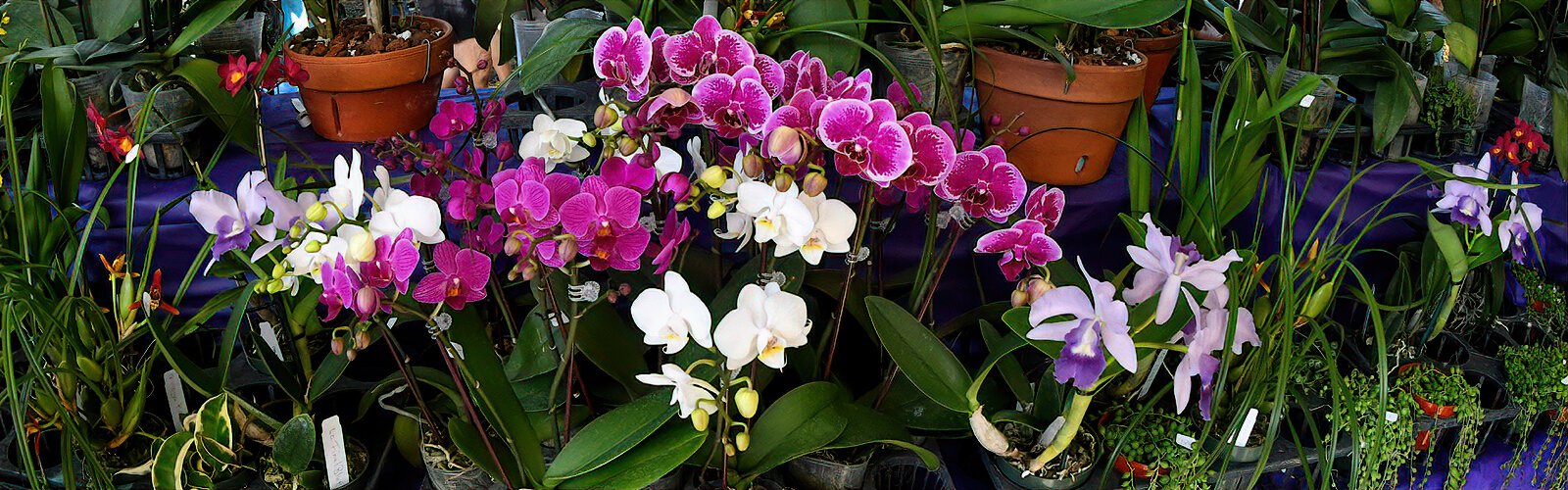 Gorgeous orchids for sale at St. Petersburg’s 38th Annual Green Thumb Festival. 