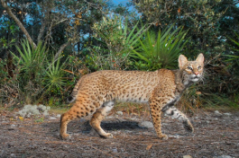 A bobcat stalks through the ancient scrub of Red Hill, a section of the Lake Wales Ridge at Archbold
