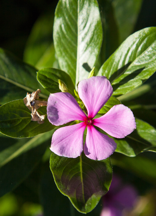 Periwinkle makes great flower pot gardens for apartment dwellers who want to help out and attract butterflies.