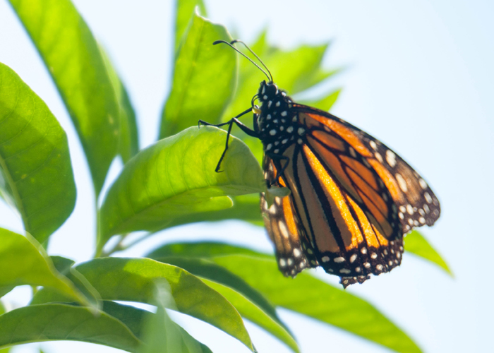 A monarch rests in the sun on golden centrum at USF's Botanical Gardens.