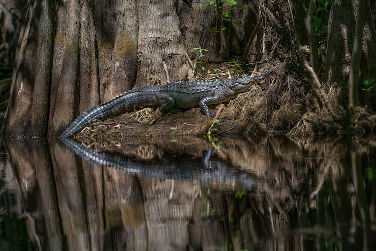 An alligator seen in Reedy Creek, one of the upper tributaries of the Everglades watershed, on Disney property near Orlando.
