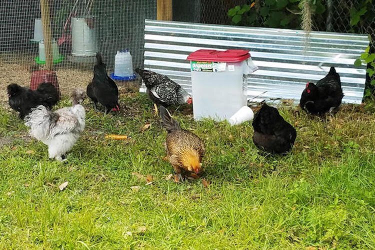 Walker’s Ag Club has a chicken coup with 14 hens and two roosters.