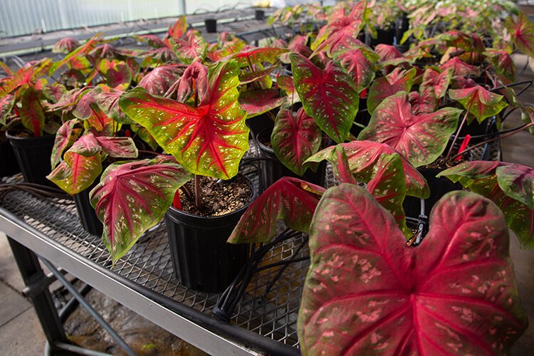 Caladium experiments are conducted at the University of Florida research site in Hillsborough County to benefit Florida's growers.