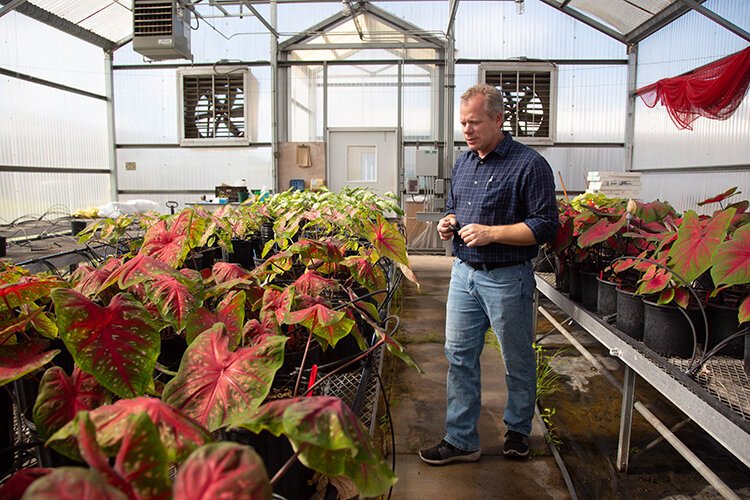 Nathan Boyd conducts caladium experiments to benefit Florida growers as 95% of the plants are produced in Lake Placid.