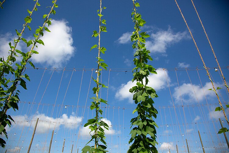 Hops grow on UF's 500-acre research campus in Wimauma, where special lights are used to make up for Florida's shorter days.
