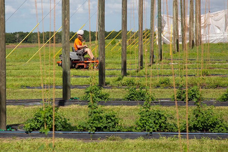 A technician mows the lawn at the hops site at the UF ag research center in southeast Hillsborough County. 