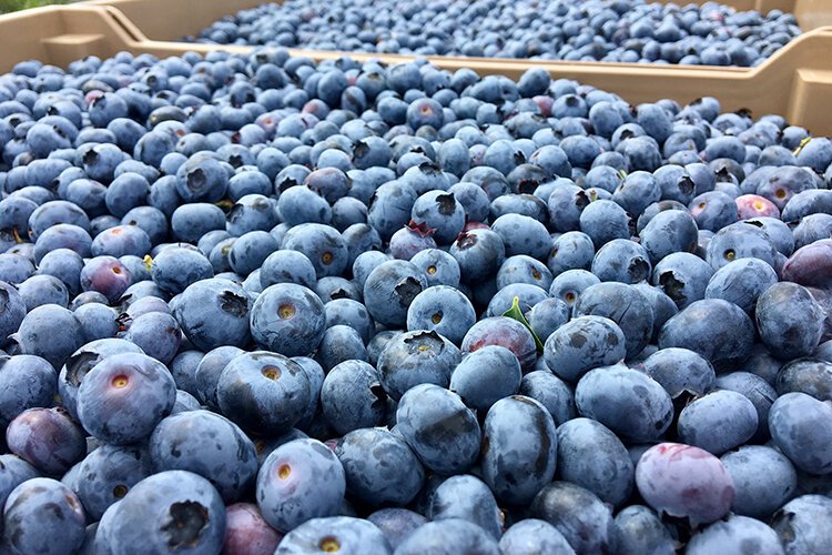 Blueberries at Wish Farms in Plant City.