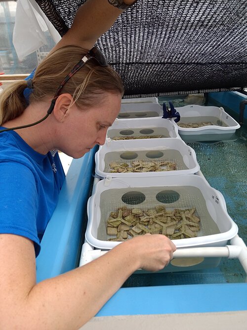 Keri O’Neil examines the tiny, barely visible, newly-spawned coral polyps.