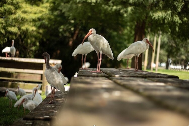 American White Ibis gather in Al Lopez Park in West Tampa.