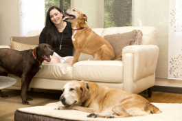Courtney Wygle Landry, owner of Lay-Z-Dog pet beds at home with her pups. - Julie Branaman 
