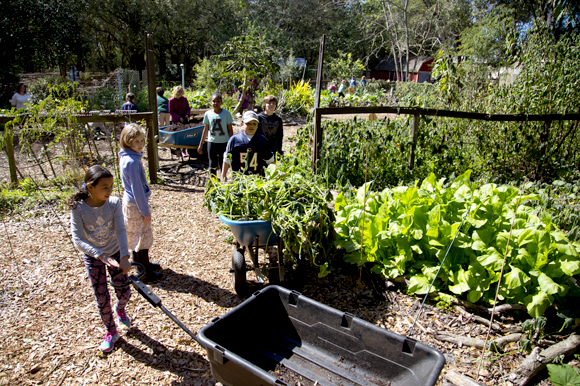 Beth Calcaterra's class works and learns in the school's produce garden. 