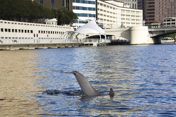 A dolphin is seen slapping its tail from the boat near Curtis Hixon Park. 