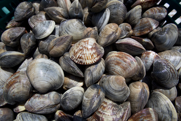 Freshly harvested clams. 