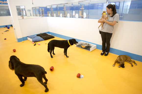 Day play at TyVy Pet Hotel in Tampa. 