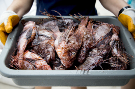 A small portion of the lionfish bounty is prepared for processing. 