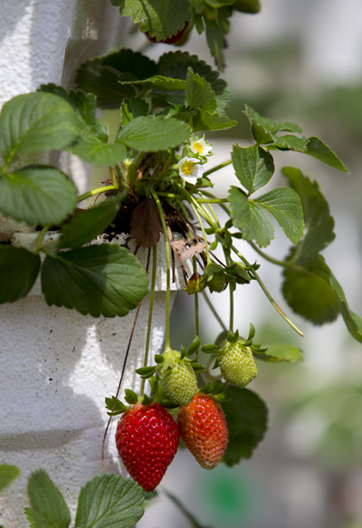 Florida Urban Organics u-pick strawberries. 