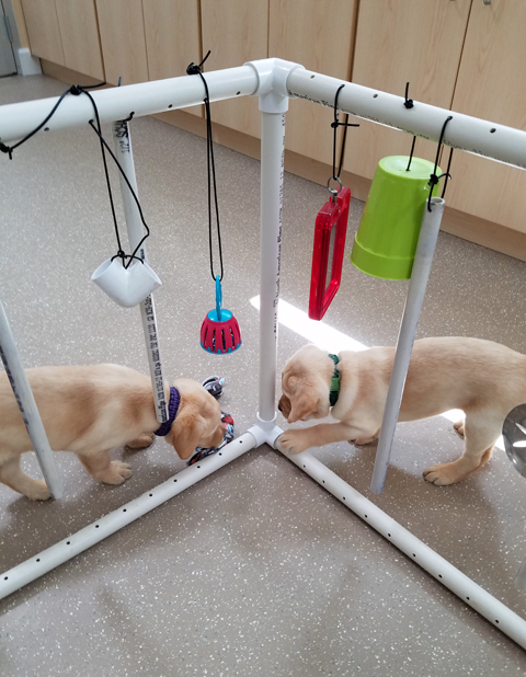 Yellow Lab puppies attend "puppy kindergarten" before they can become service or guide dogs.