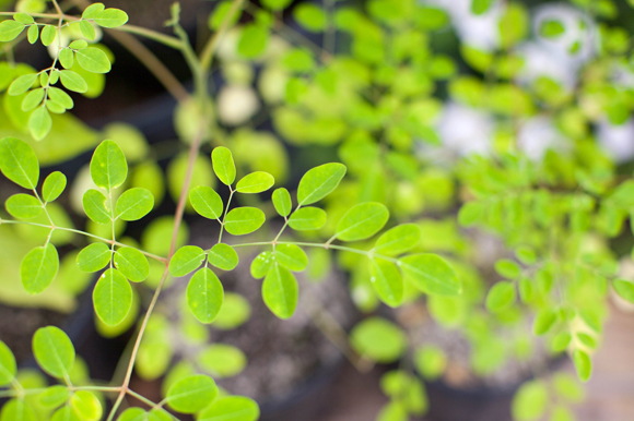 Natural gas created by the moringa tree is being studied by Ken Black in collaboration with USF.