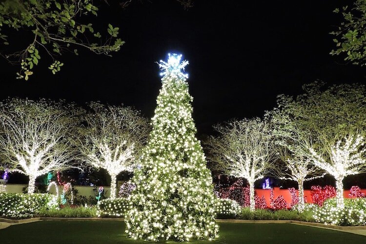 The 18-foot tree in the Wedding Garden at The Florida Botanical Gardens in Largo.