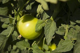 UF researchers are studying how best to grow healthy tomatoes in Florida.