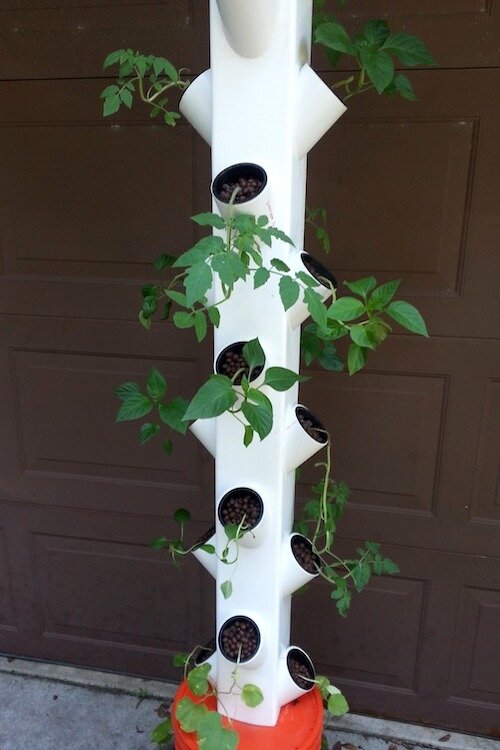 Vertical gardening is especially valuable where space is limited.