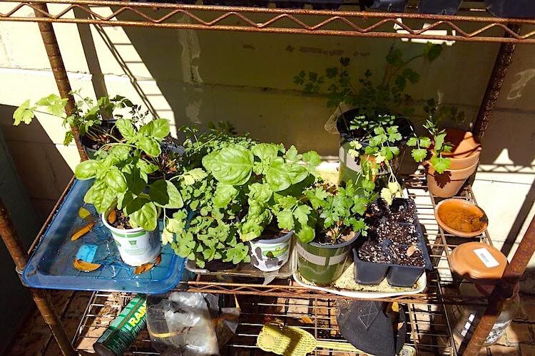 Florida gardeners finds herbs really easy to grow.