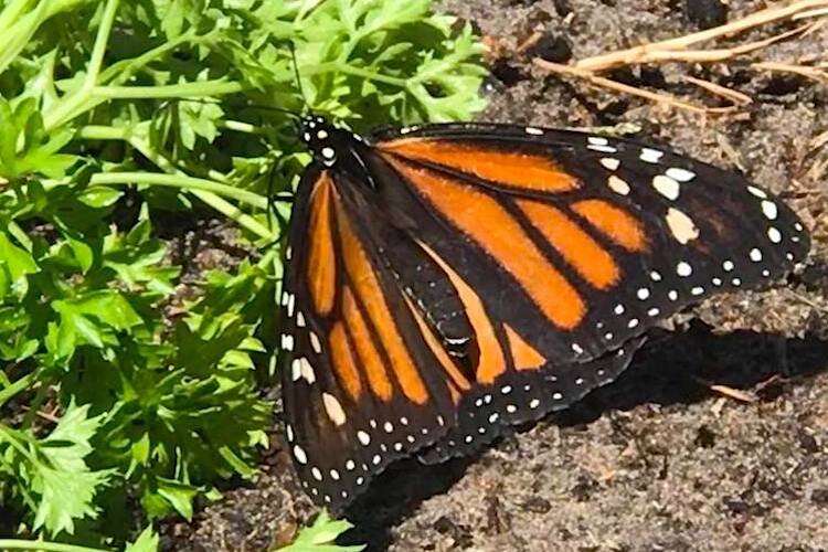 A monarch butterfly goes about its business pollinating plants.