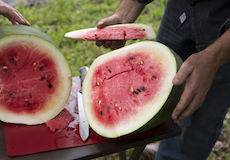 Florida Favorite watermelon