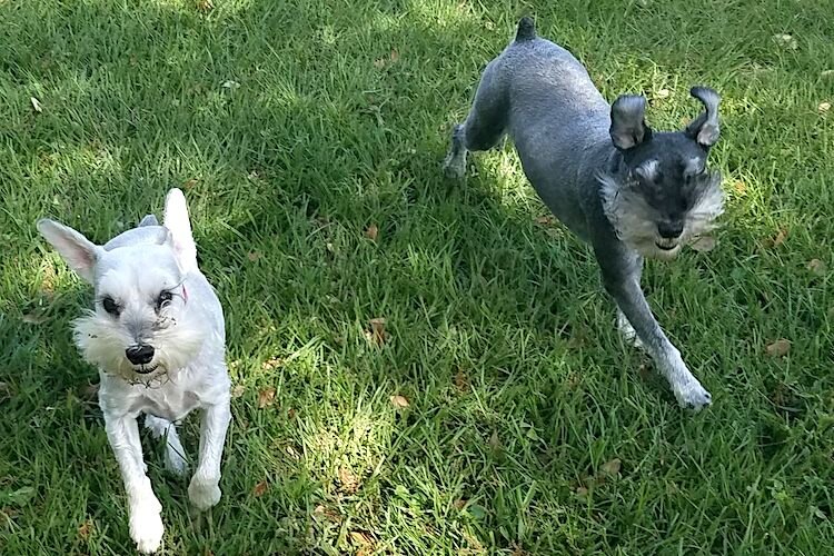 Schnauzer siblings Diego and Frida love to frolic at Hair of the Dog in Seminole Heights.