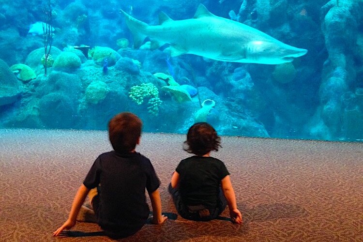 Kids visiting the shark tank at the Florida Aquarium in Tampa.