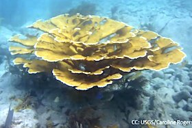 Example of coral in Florida Keys.
