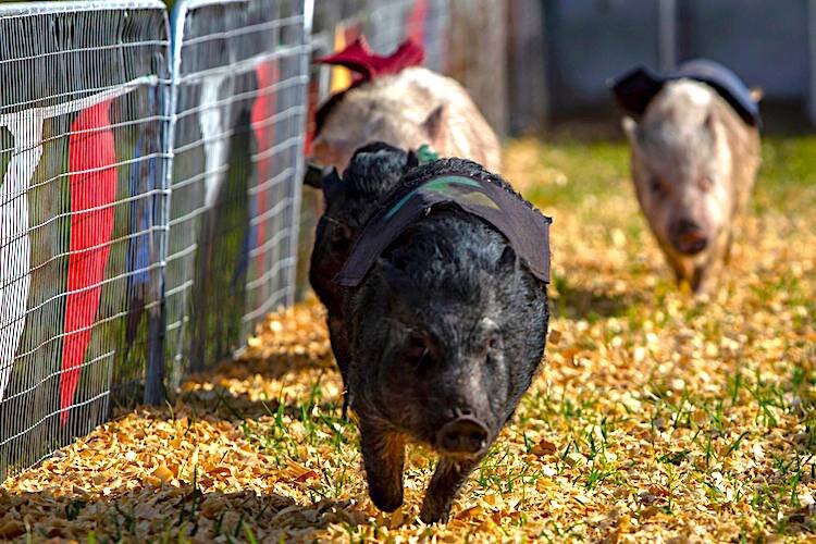 Even the hogs get excited about racing around the ring for ribbons and rewards.