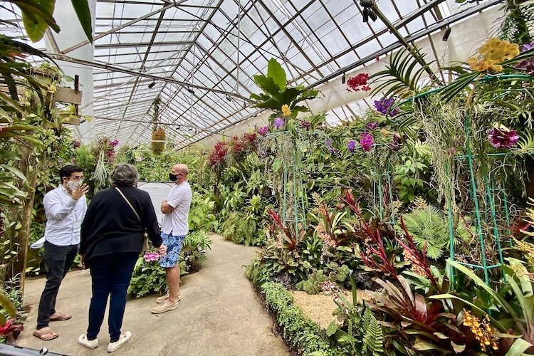 The greenhouse at Selby Gardens is lush with orchids and air plants.