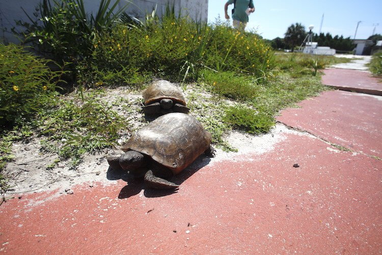 Egmont Key abounds with gopher tortoise, an imperiled Florida native that USF Sustainable Tourism students identify as "keystone species" on the island. By definition, keystone species are vital to the ecosystems they inhabit.