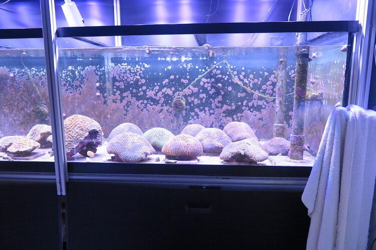 The Florida Aquarium laboratory-induced spawning of corals collected in the wild.