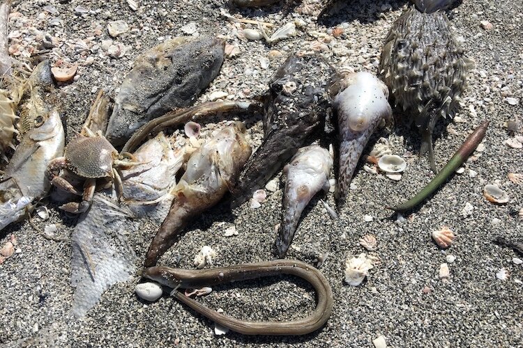 Fish kills caused by red tide Harmful Algal Blooms (HABs) become stinky health hazards. And, as fish decompose, they offer nutrients that feed HABs and contribute to worsening blooms.