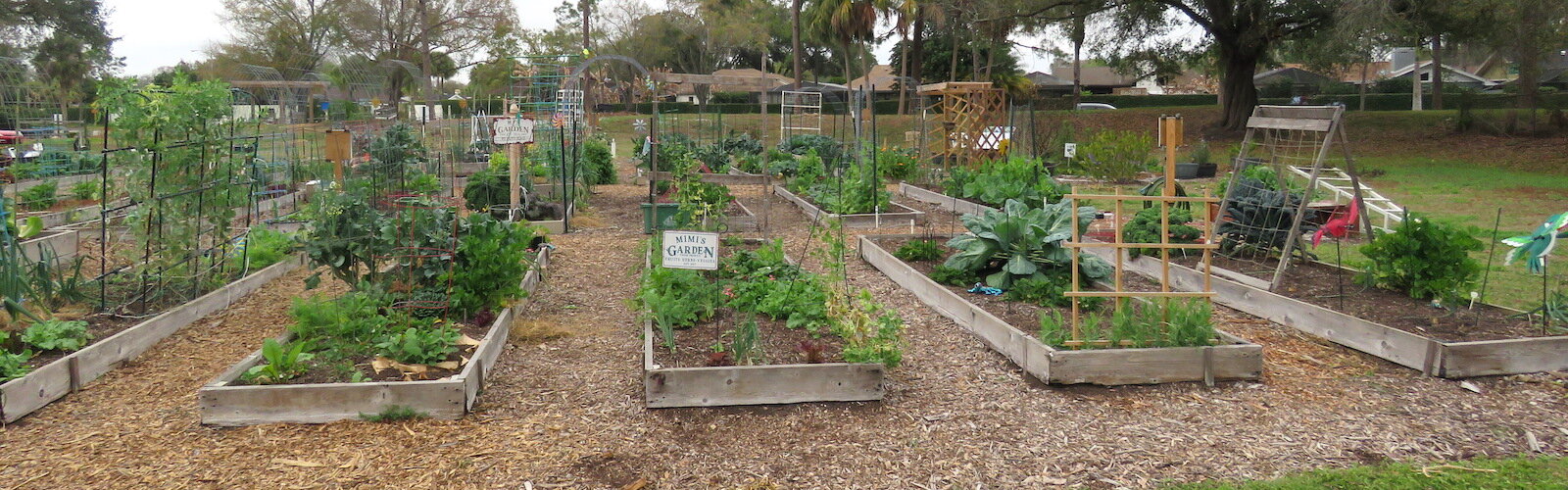 Hillsborough County’s “first garden park” features over 70 raised cedar beds, mostly measuring 4 X 16 feet and tended by seasonal gardeners who are passionate about their native vegetables, flowers and being part of what has become a family.