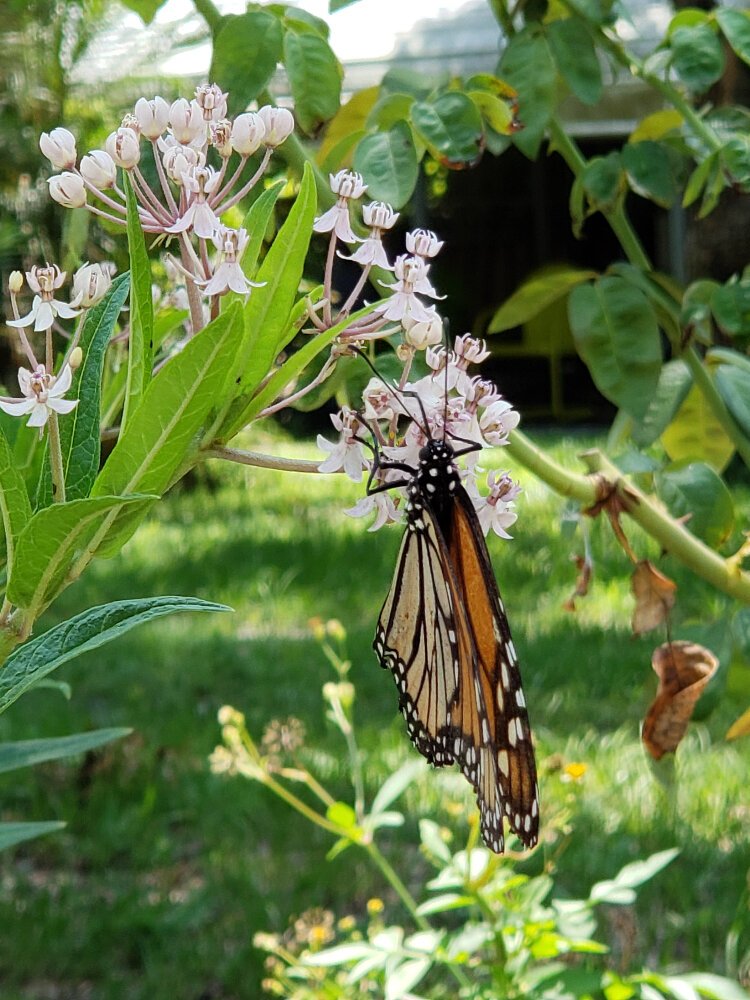 Monarch butterflies lay their eggs on native milkweed and a lack of the plant is one reason the iconic monarchs are endangered.