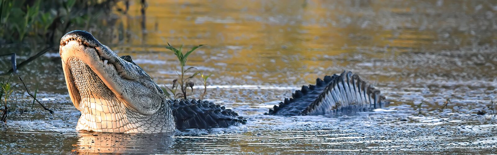 During the breeding season, the loud bellowing of alligators in heat resonates through Alligator Alley and Marsh Rabbit Run, giving the reserve a spooky atmosphere.