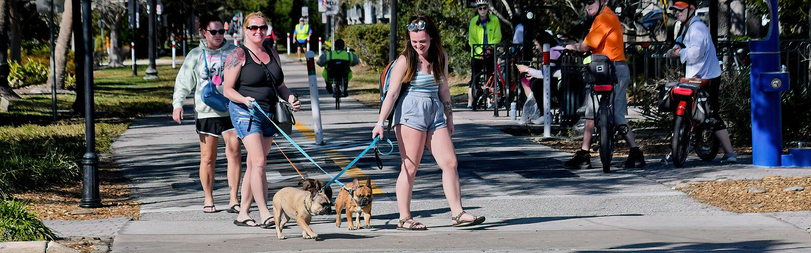  Capturing people’s attention, a lively trio of pooches enjoys a sunny walk in dog-friendly Dunedin.