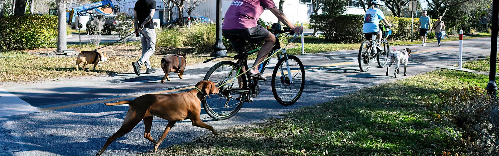 Cycling on the Pinellas Trail through Dunedin, cyclists and their pooches running along besides them get good exercise.