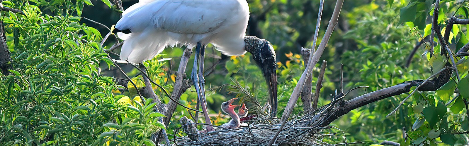 Another rookery nester, the wood stork tends to its tiny chicks that require an enormous amount of food to survive. This species feels for prey with their feet and bills, and is therefore very dependent on low waters.