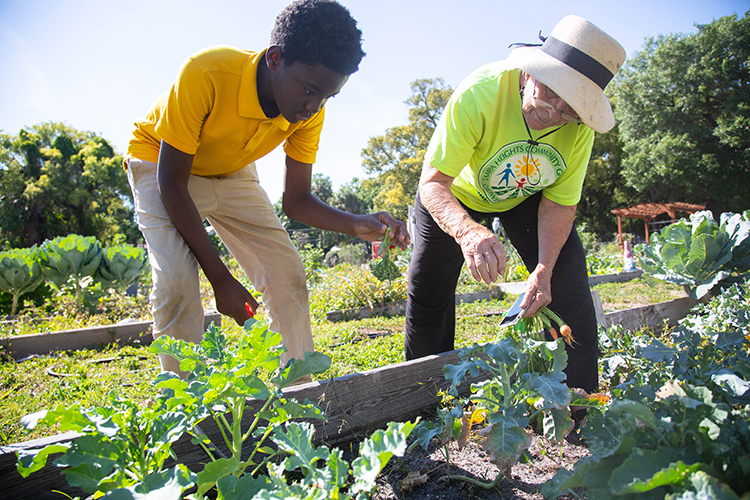 Haiking Thorton, left, harvests broccoli from the student's garden plot to take home as Kitty Wallace, the garden coordinator, assists him.