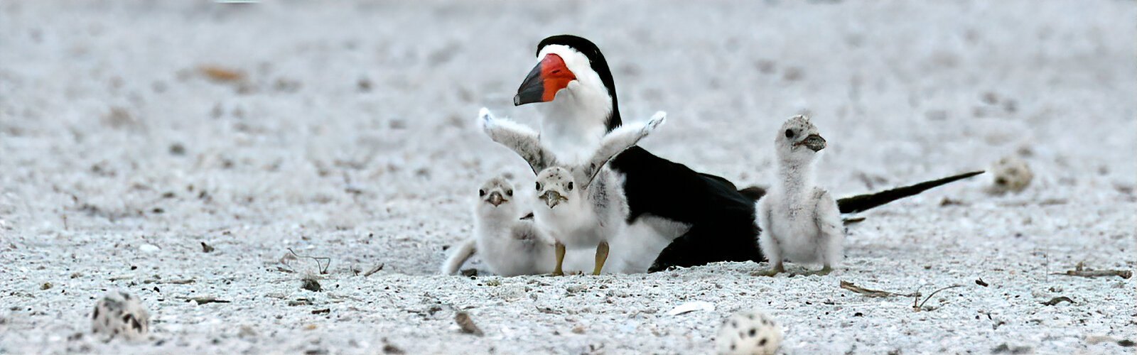 Nesting in colonies on Tampa Bay Area beaches, the black skimmers are state-designated as threatened in Florida, together with the American oystercatchers, least terns, and snowy plovers.