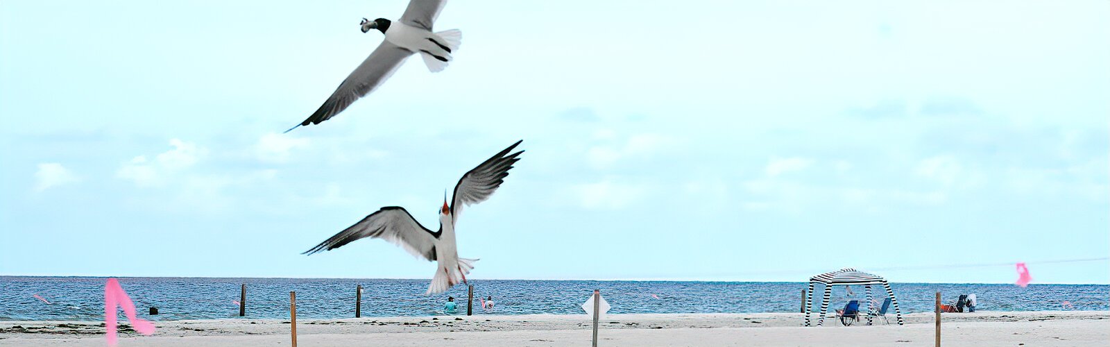  A black skimmer barks at a gull that just snatched its day-old chick. Gulls and crows are predators of eggs and chicks, and a big challenge for beach-nesting shorebirds.