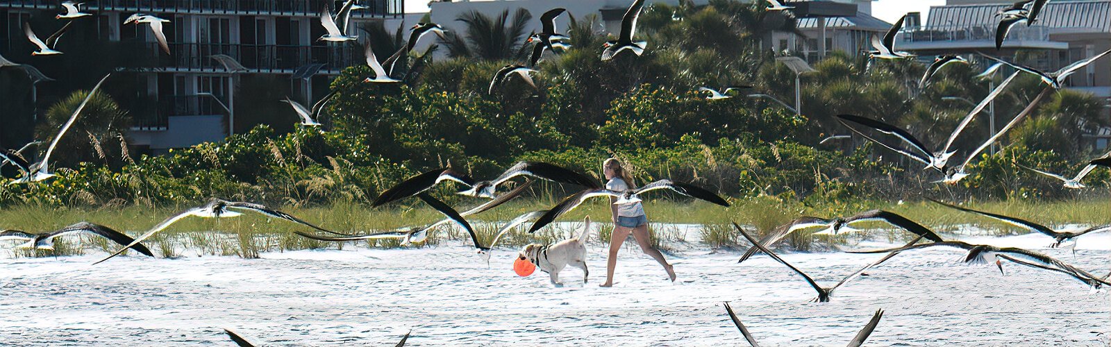 Another big challenge for beach-nesting birds is human disturbance and the presence of dogs that flush the whole colony, leaving eggs and flightless chicks at the mercy of avian predators and heat.