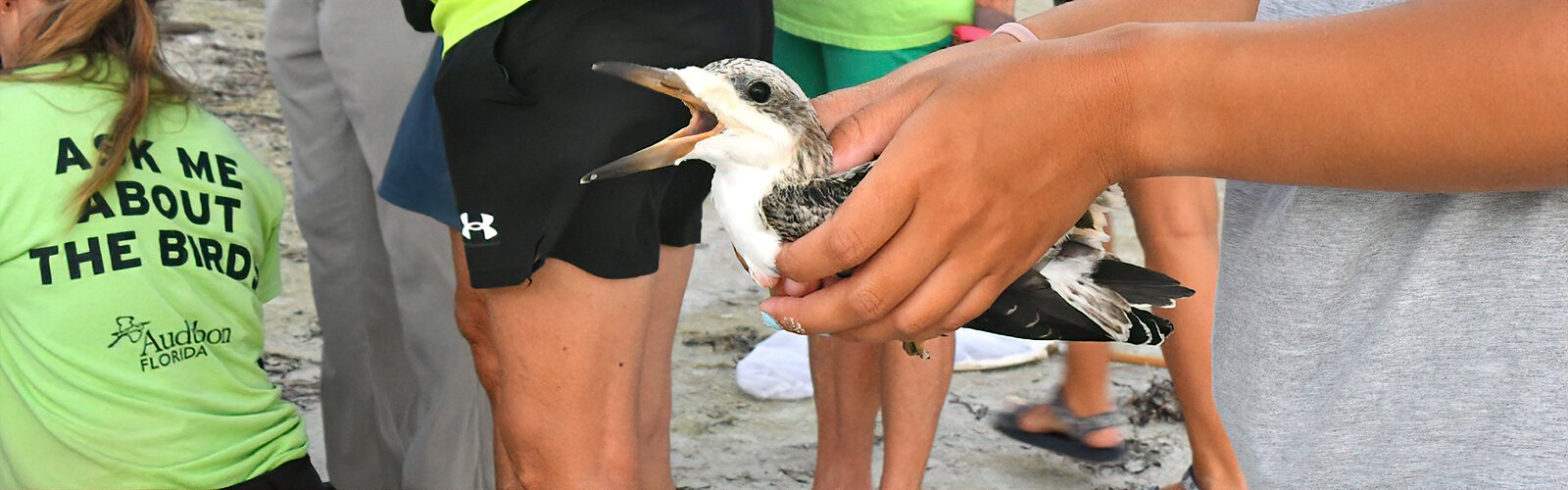A banding session is underway at the Redington Shores black skimmers colony. Critical to the conservation of the declining species, banding provides information on movements, productivity, and behavior.