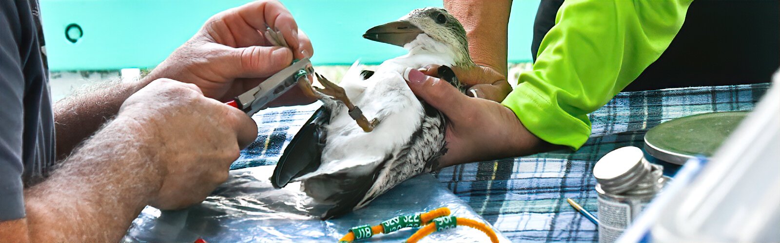  A total of 48 black skimmer pre-fledge chicks were banded this 2025 season under state and federal permits of master bander Dr. Beth Forys, of St Petersburg Audubon Society.