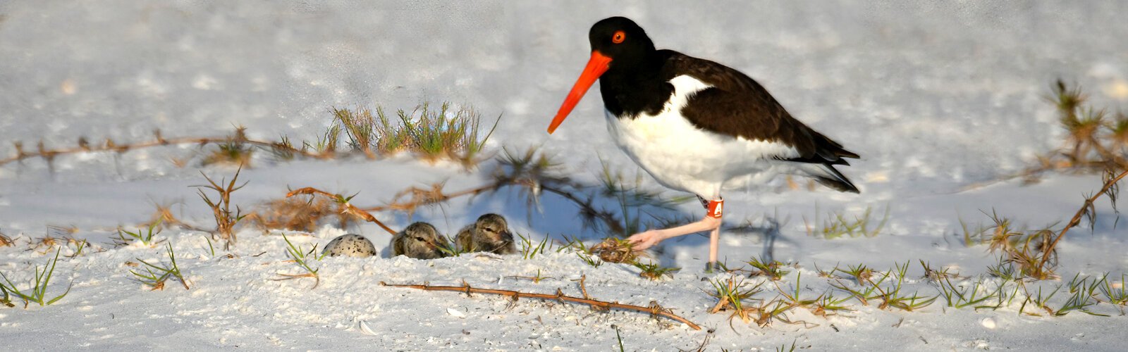  Banded American oystercatcher, known as AE for the letters on her band, and her mate “Archie” have successfully nested at Fort de Soto Park for the past three years, fledging a total of eight chicks. 