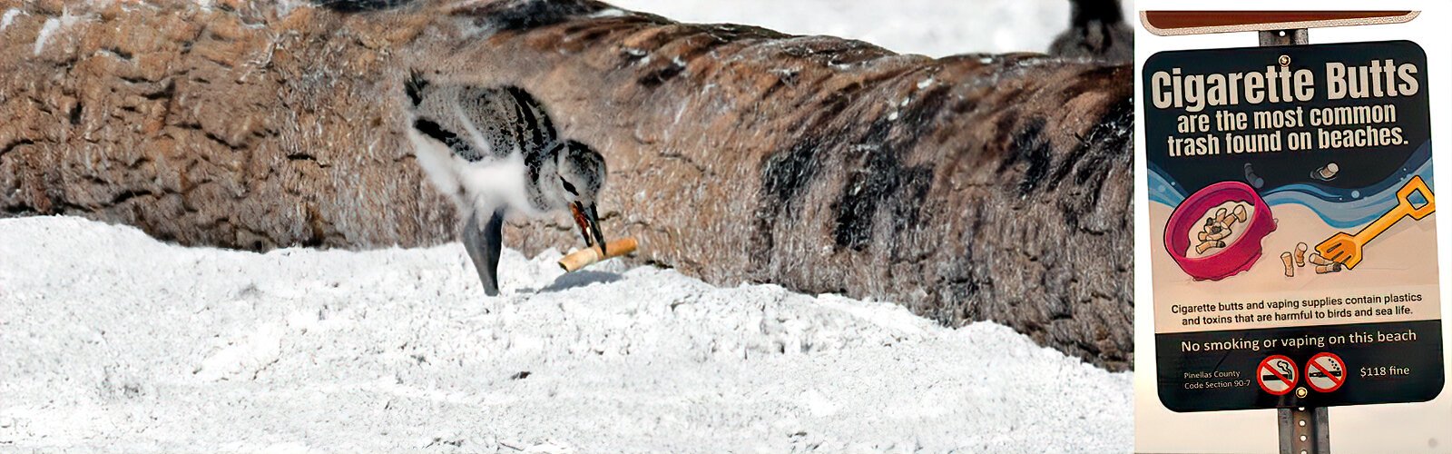  Foraging on a Fort de Soto beach, AE’s young chick comes across a toxic cigarette butt that is harmful to birds and sea life. Fortunately, it is unable to swallow it. 